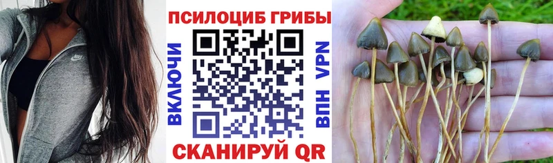 Псилоцибиновые грибы прущие грибы  KRAKEN онион  Себеж 